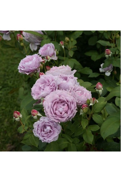 Нежные фиолетовые лепестки розы Новалис